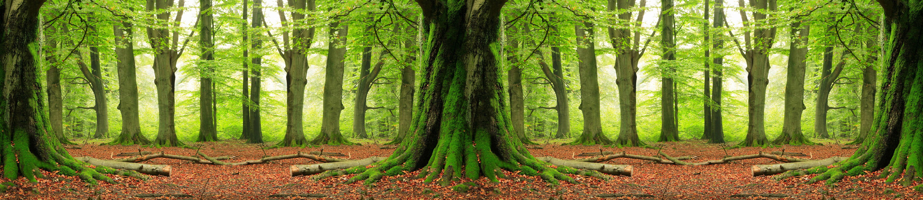 wald, bäume, moos, fußboden, holzstämme