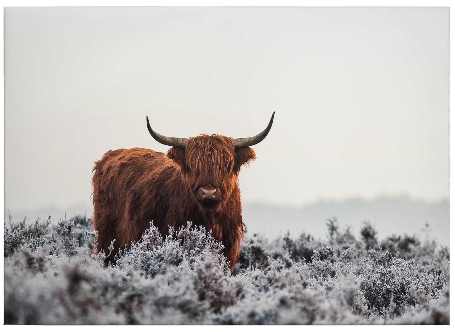            Leinwandbild Hochlandrind, van den Helm Foto – 0,70 m x 0,50 m
        
