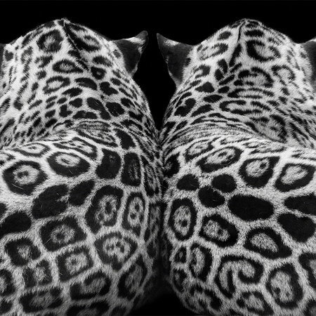 leopardenmuster, tarnung, tierfell, animalprint, schwarzweiß