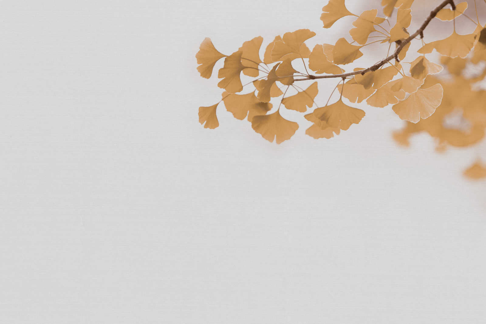             Leinwandbild mit Nachaufnahme von Ginko-Ast | gelb, weiß – 0,90 m x 0,60 m
        