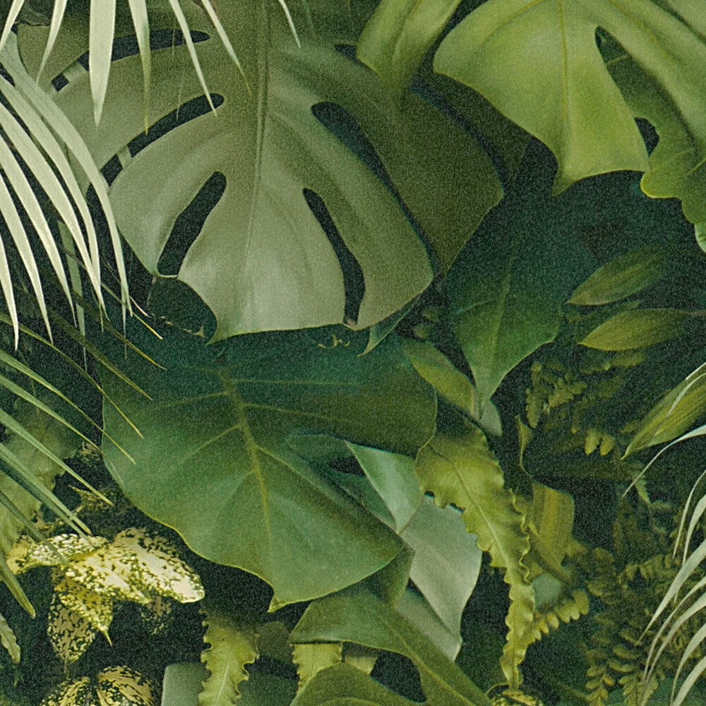 Blatt, Pflanze, Vegetation, Dschungel, Regenwald