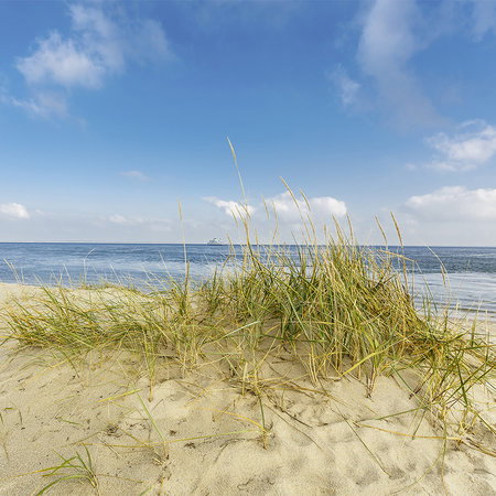 sand, strand, düne, gras, meer