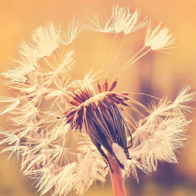 Blume, Pflanze, Löwenzahn