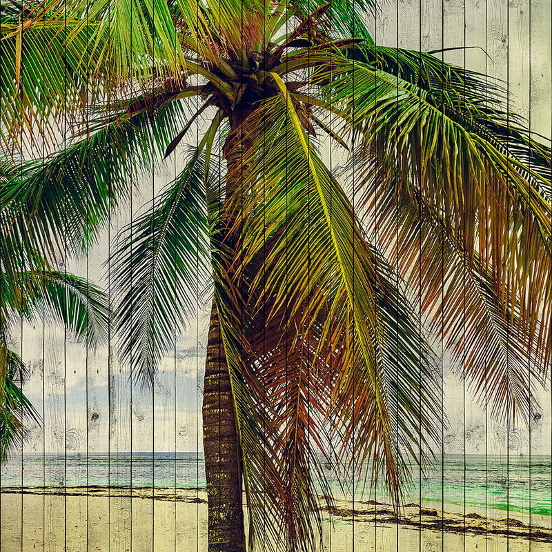 Sommer, Palme, Baum, Draußen, Tropisch