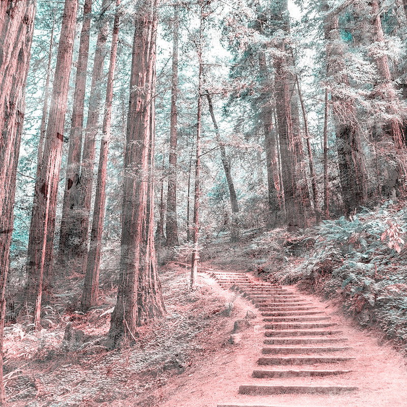 Pfad, Wanderweg, Baum, Hain, Bewuchs
