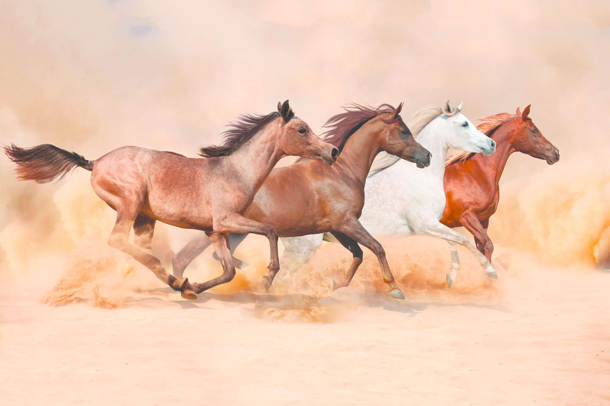 pferde, reitpferd, galopp, naturfarben, pferdefakten