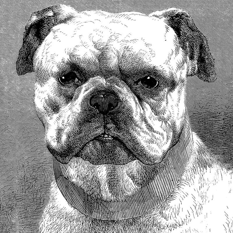 Hund, Deutsch Bulldog, Halsband, Porträt, Graustufen