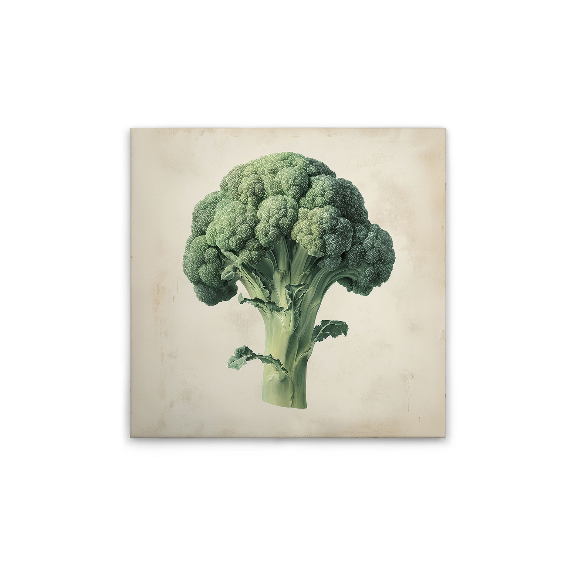             Eleganter Brokkoli - Vintage-Leinwandbild ideal ideal für Küche und Esszimmer – 30 x 30 cm - Creme, Beige
        