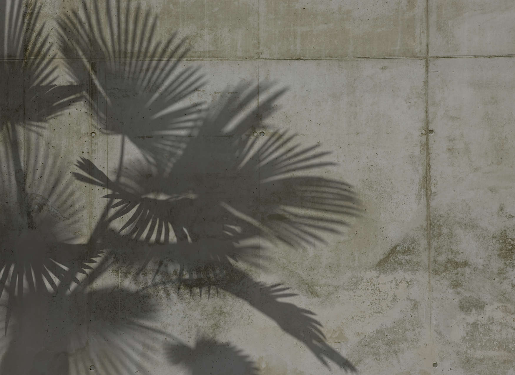 Schatten, Palme, Betonwand, Wandschatten, Silhouette