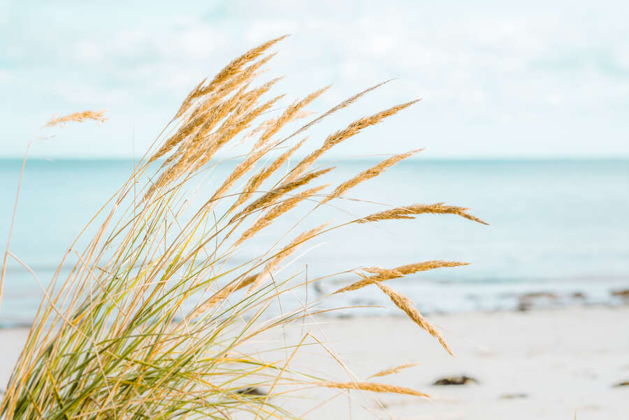 Fototapete Küstenwind – Vliestapete mit Strandgräsern und Meerblick für maritimes Ambiente – Bunt