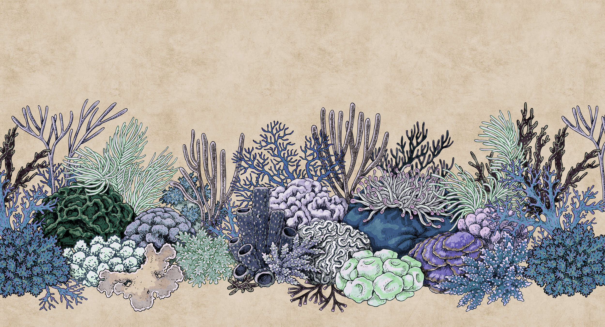 Natur, Riff, Meer, Wasser, Korallenriff
