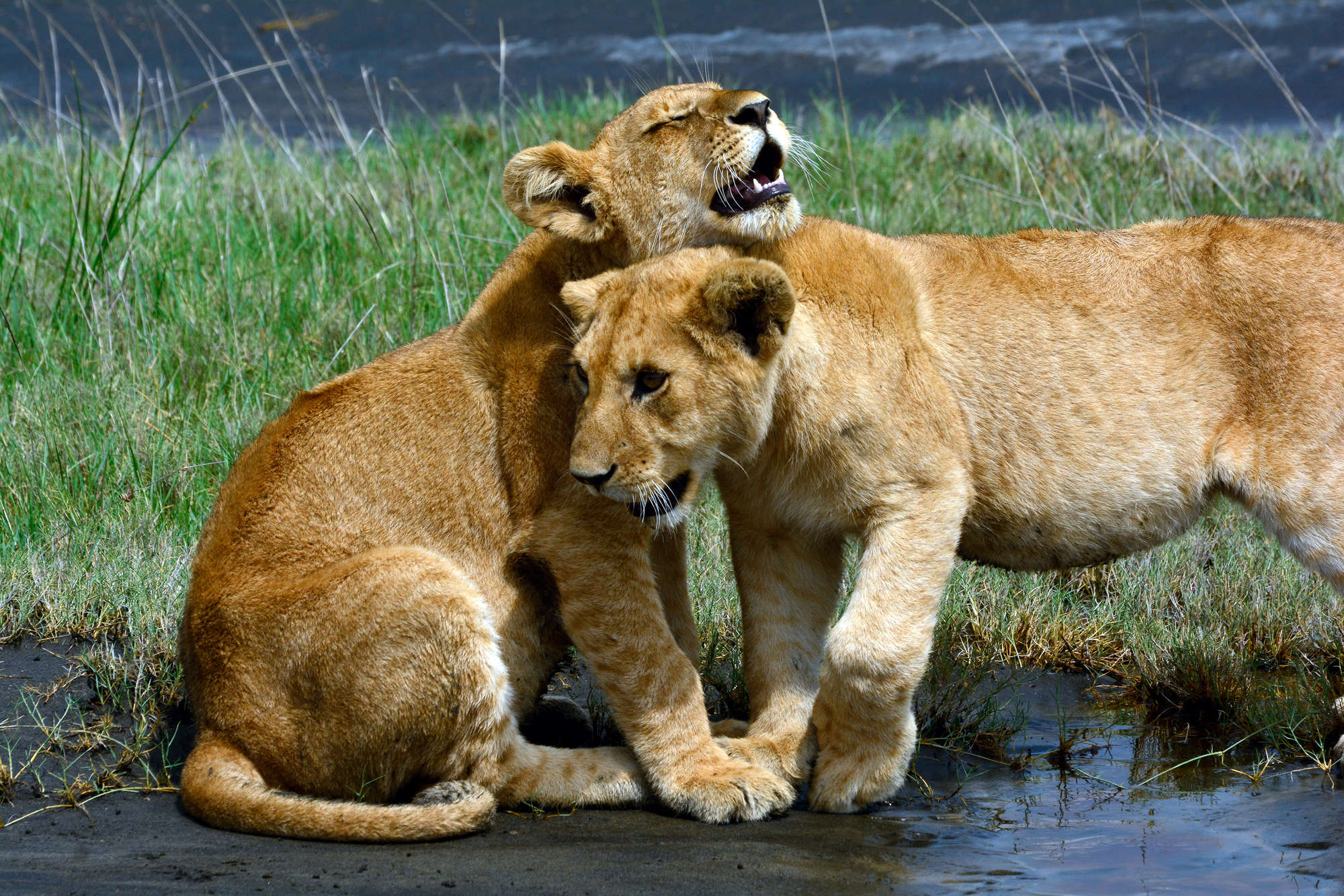             Löwen Fototapete spielende Junge auf Premium Glattvlies
        
