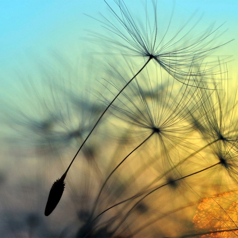         Fototapete Pusteblume & Sonnenuntergang – Blau, Schwarz, Gelb
    