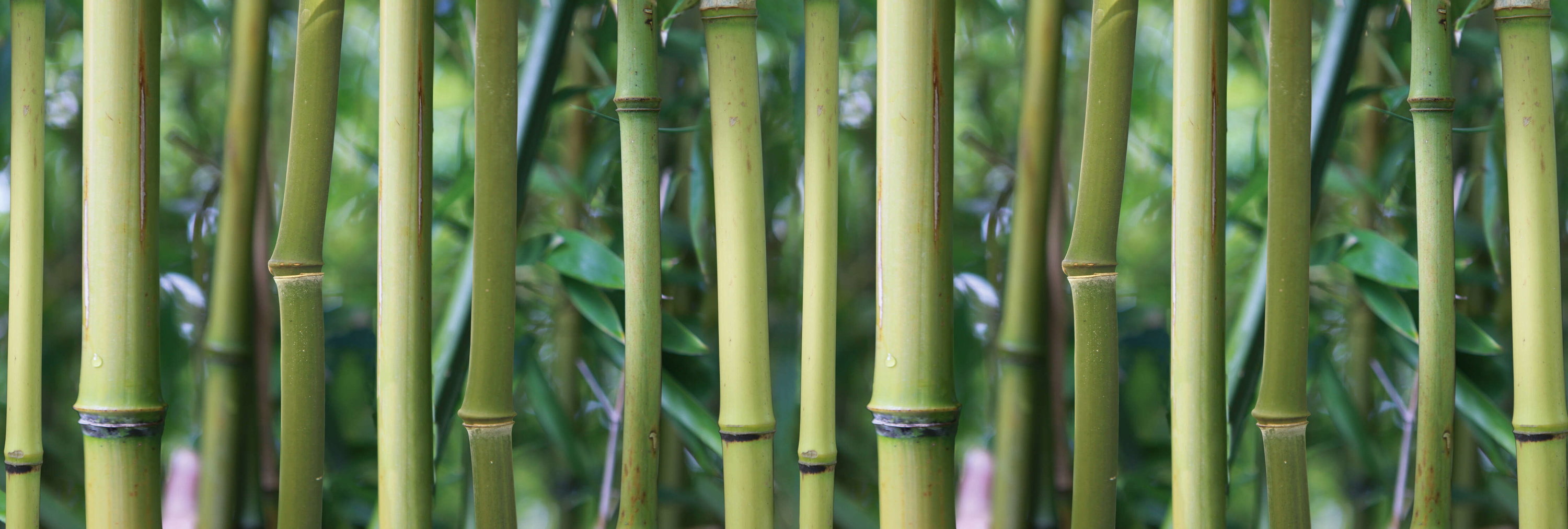 Bambus, Stängel, Grün, Heimatgarten, Natur