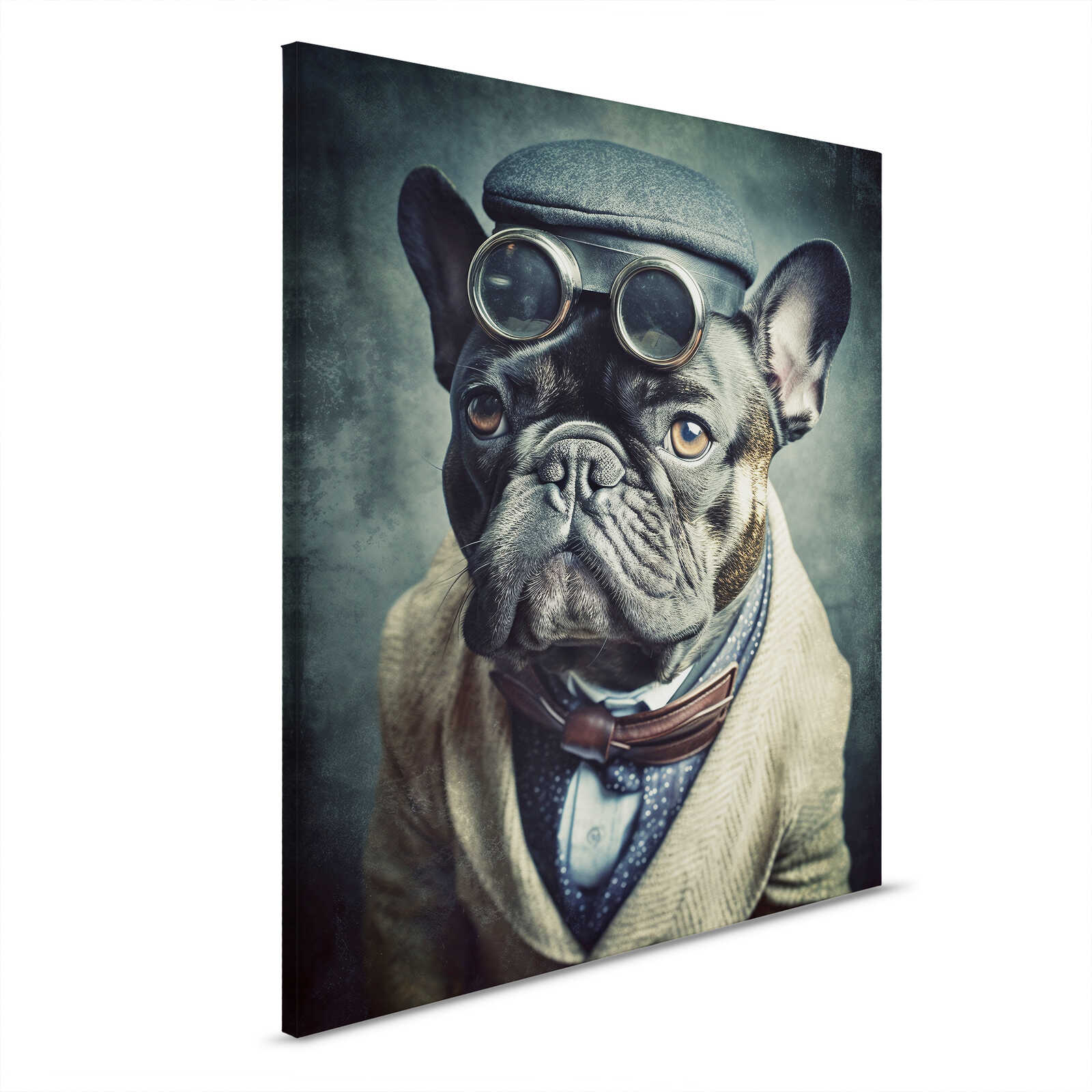 Bulldogge, Hund, Haustier, Französische Bulldogge