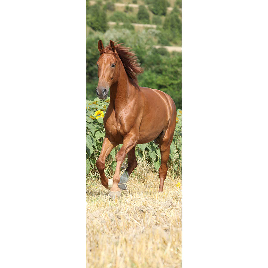 Pferd, Rennpferd, braun, Herde, Sommerfeld