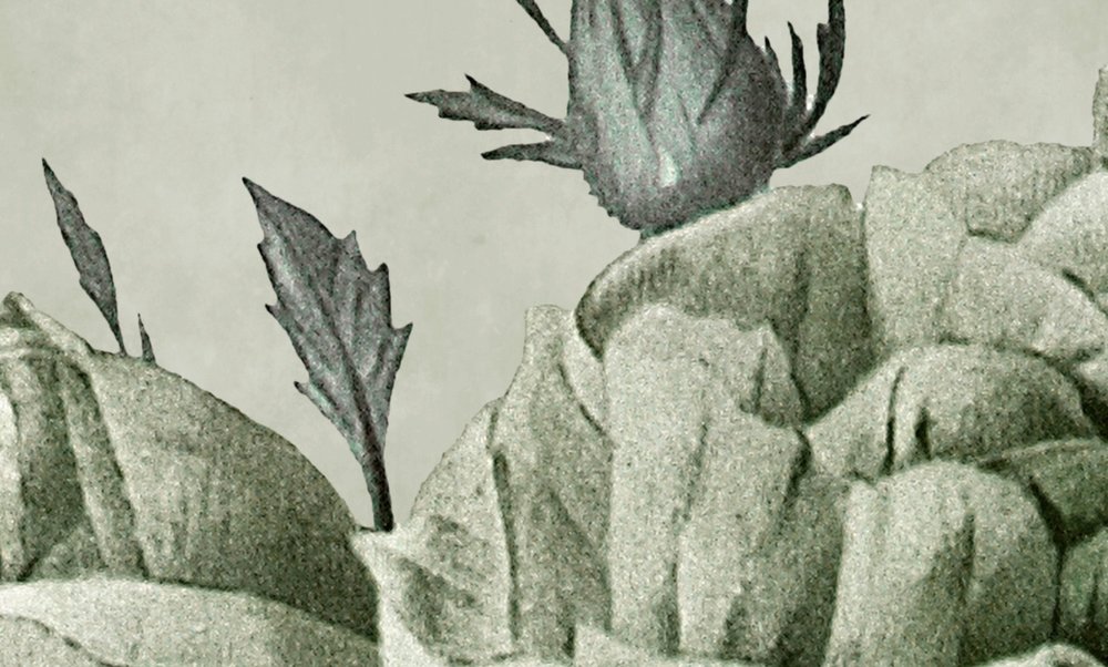 Blatt, Pflanze, Kunst, Zeichnen, Person