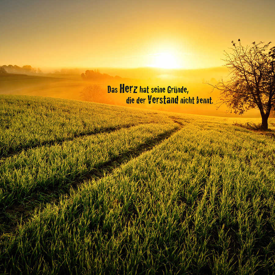 Sonnenuntergang, Landschaft, Felder, Baum, Zitate