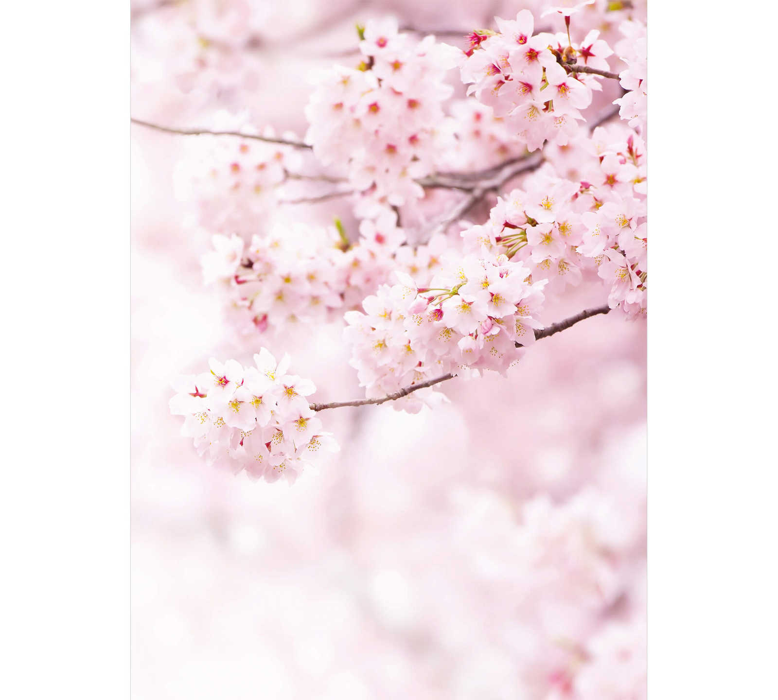         Narrow Spring Flowers Behang - Roze, Wit
    