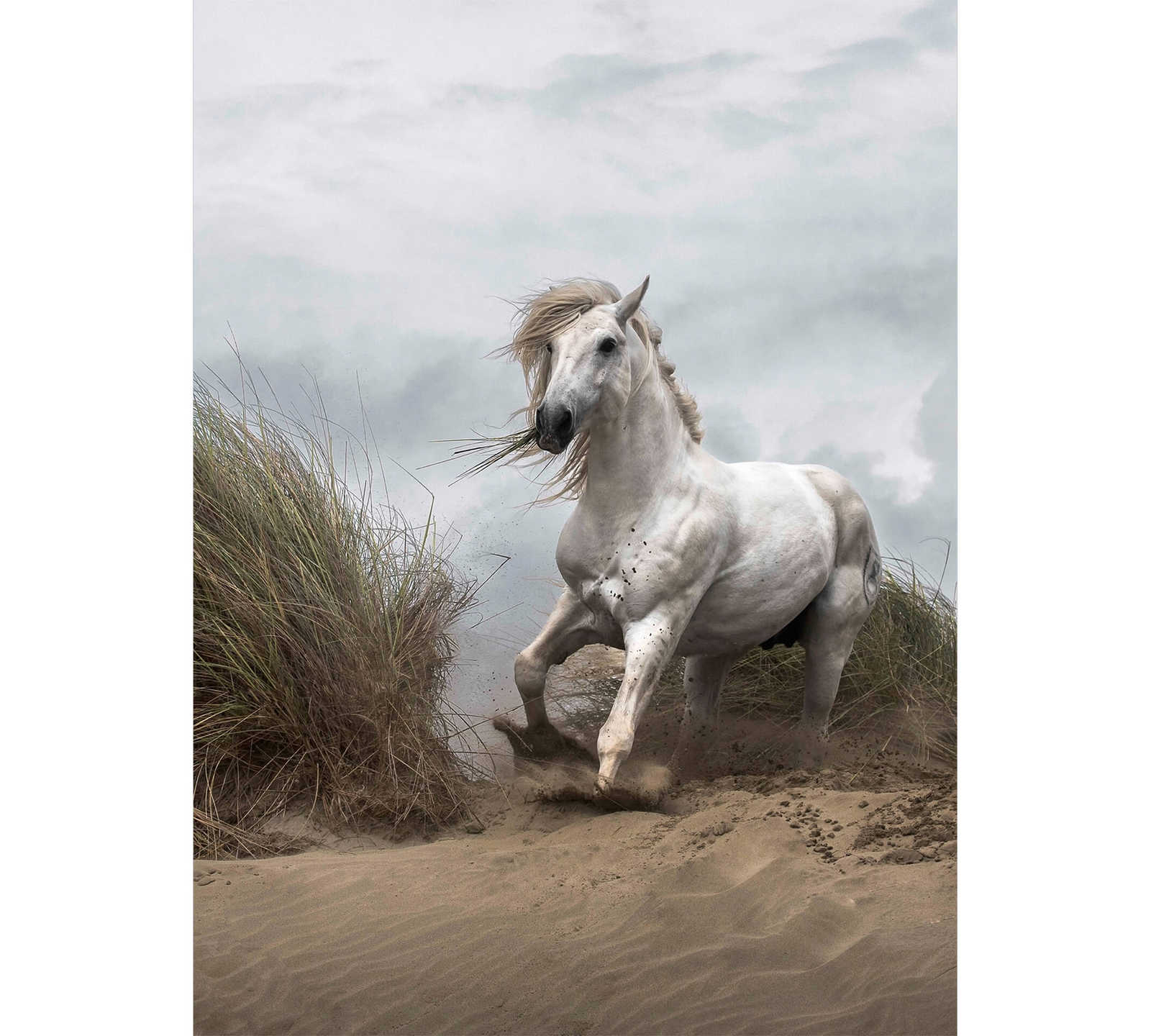         Papier peint plage dunes avec cheval - blanc, crème, gris
    