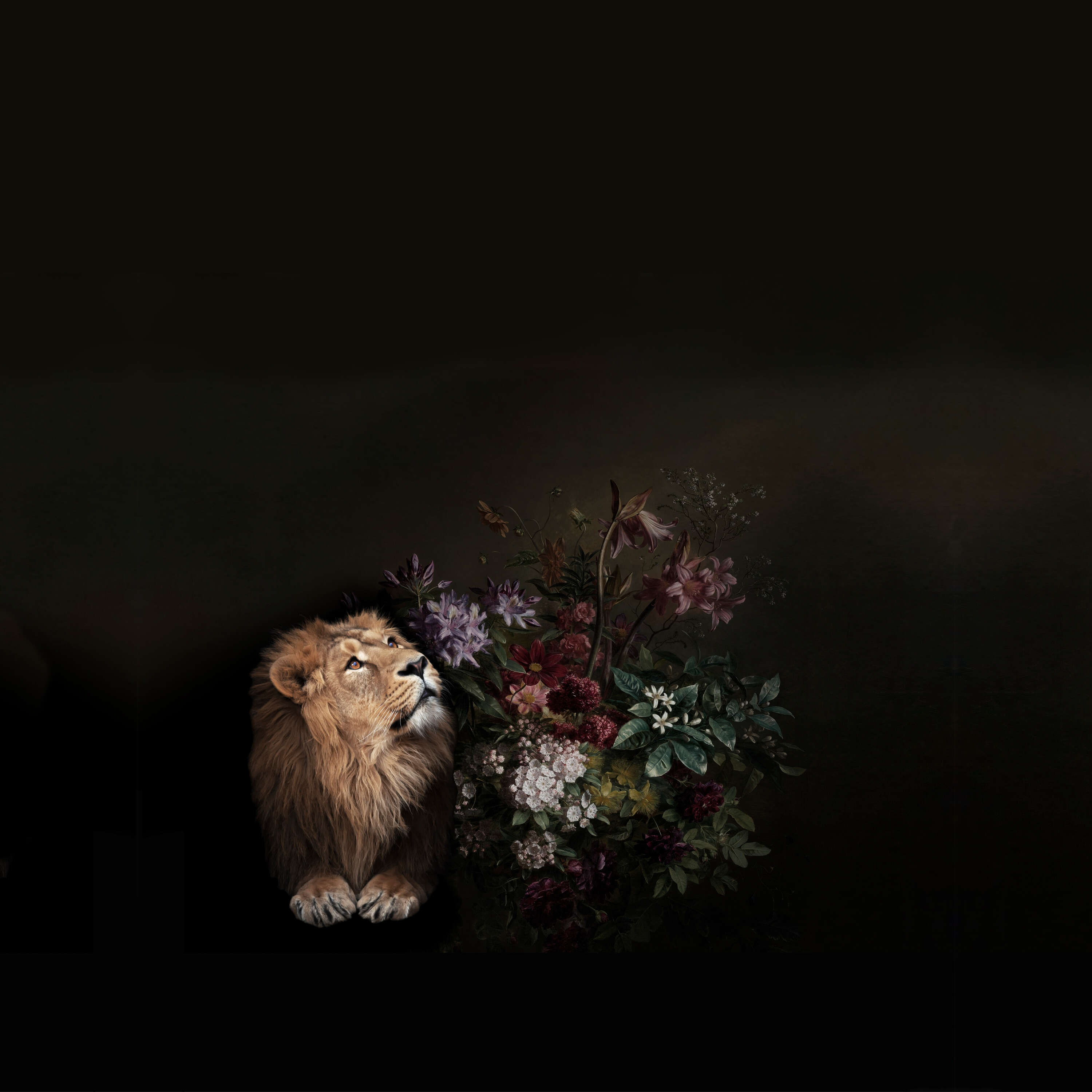 Tier, Löwe, Säugetier, Tierwelt