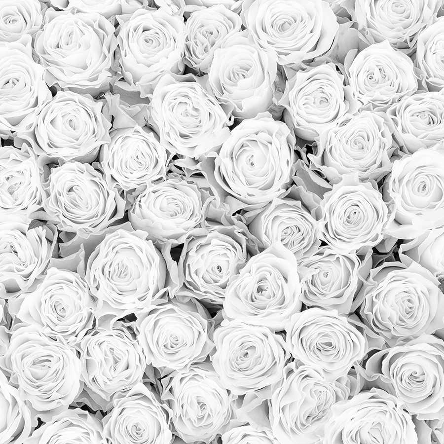 Rosen, Blumen, Blüten, weiße Rosen, Blumenmuster
