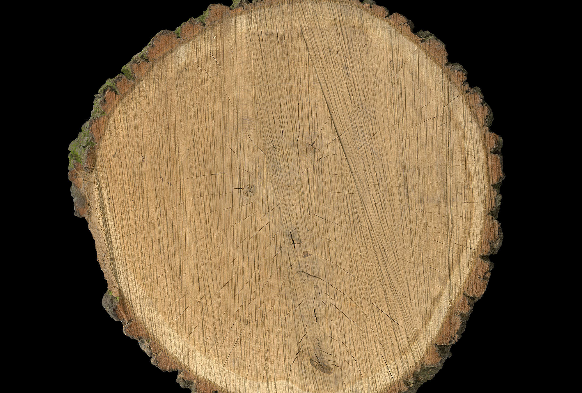             Naturdesign Fototapete – Vliestapete in 3D Optik mit Baumscheiben Motiv – Braun, Schwarz
        