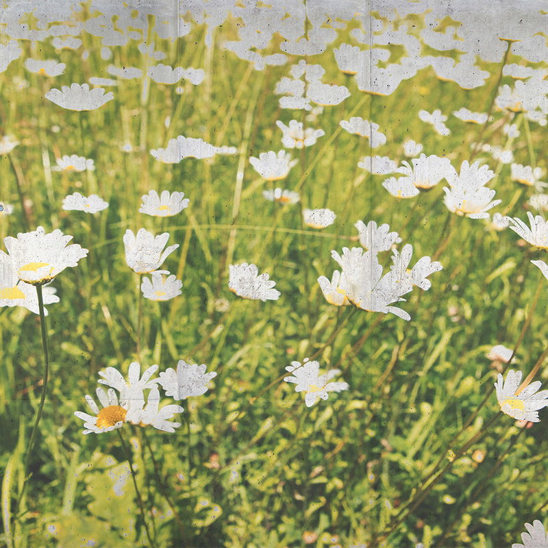 Gänseblümchen Feld, weiße Gänseblümchen, Blumenwiese, grünes Gras, Wildblumen