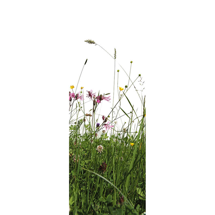wildflowers, Wiese, Gras, Blumen, Feld