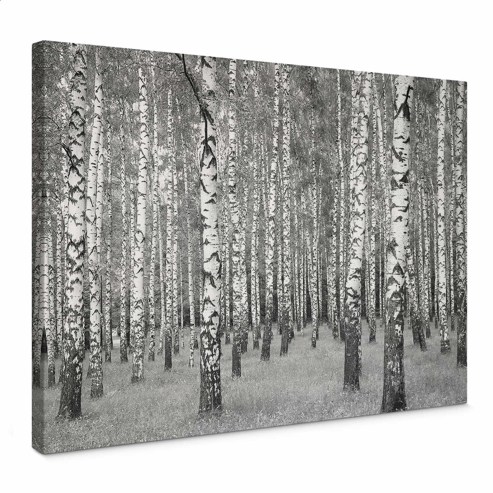         Berkenbos zwart-wit canvas schilderij - 0.70 m x 0.50 m
    