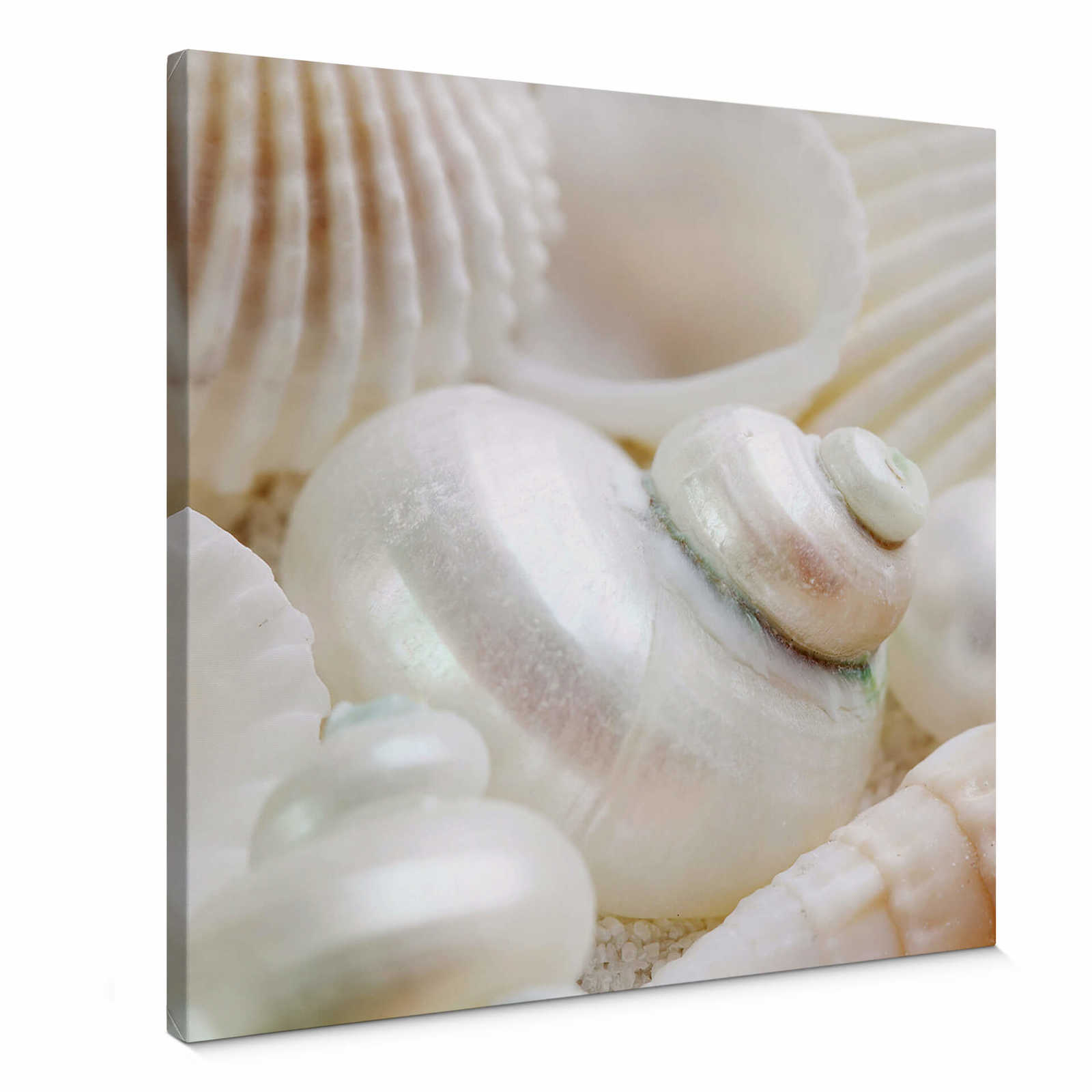         Toile carrée coquillages - 0,50 m x 0,50 m
    