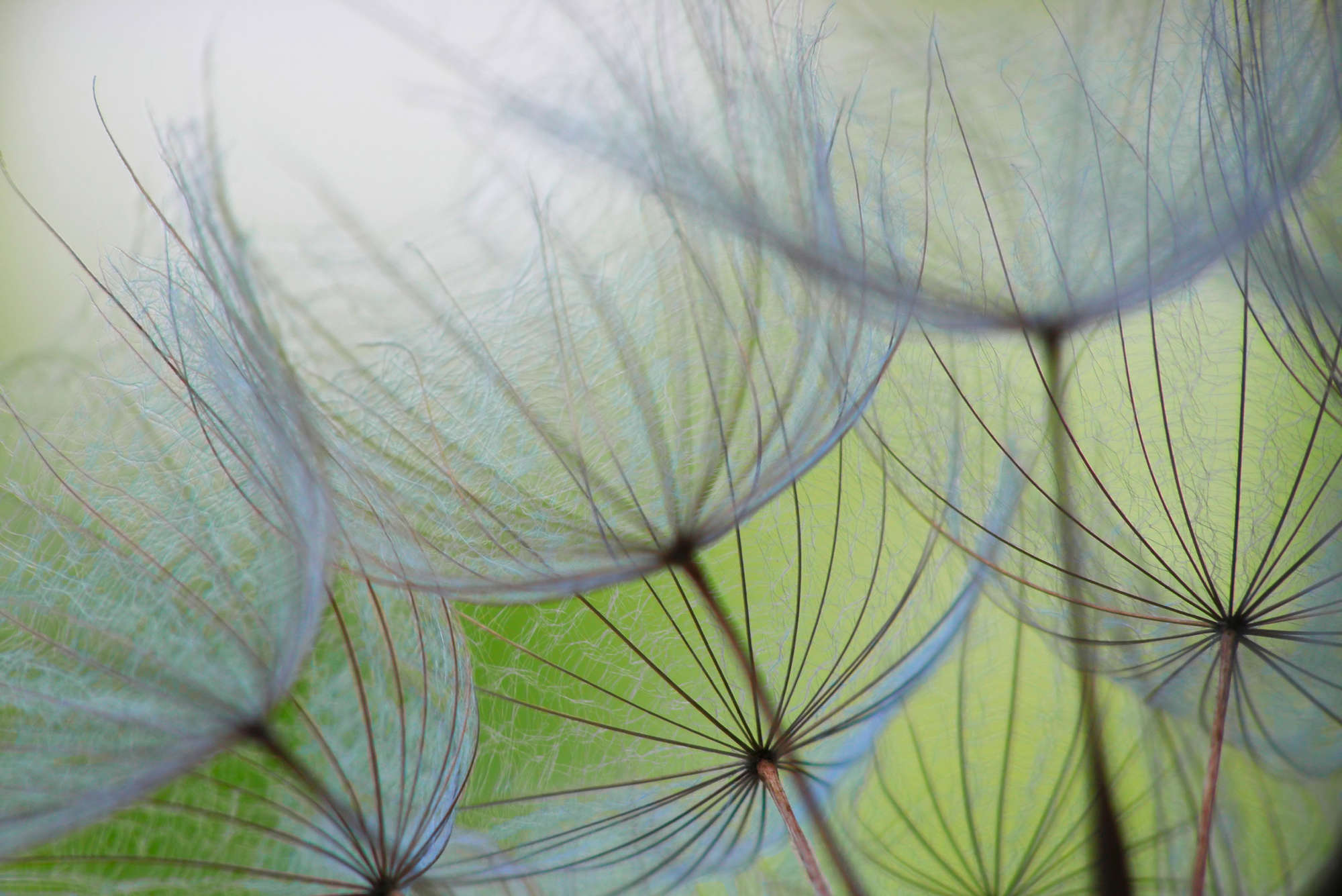             Blumen Fototapete Löwenzahn Motiv auf Premium Glattvlies
        