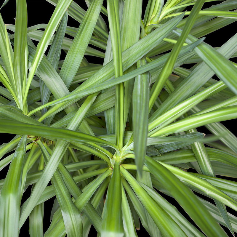 pflanzen, grüne blätter, indoor pflanze, blattstruktur, zellmuster