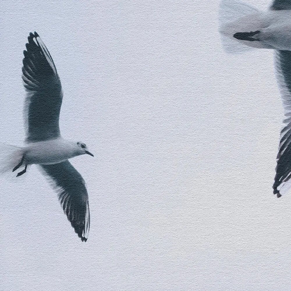 Vogel, Fliegend, Möwe, Schnabel, Person