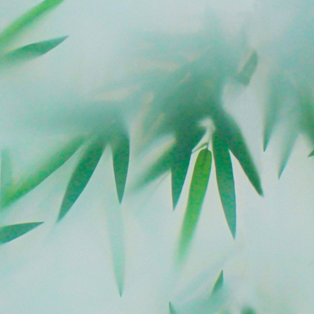 Blatt, Pflanze, Draußen, Natur, Wetter