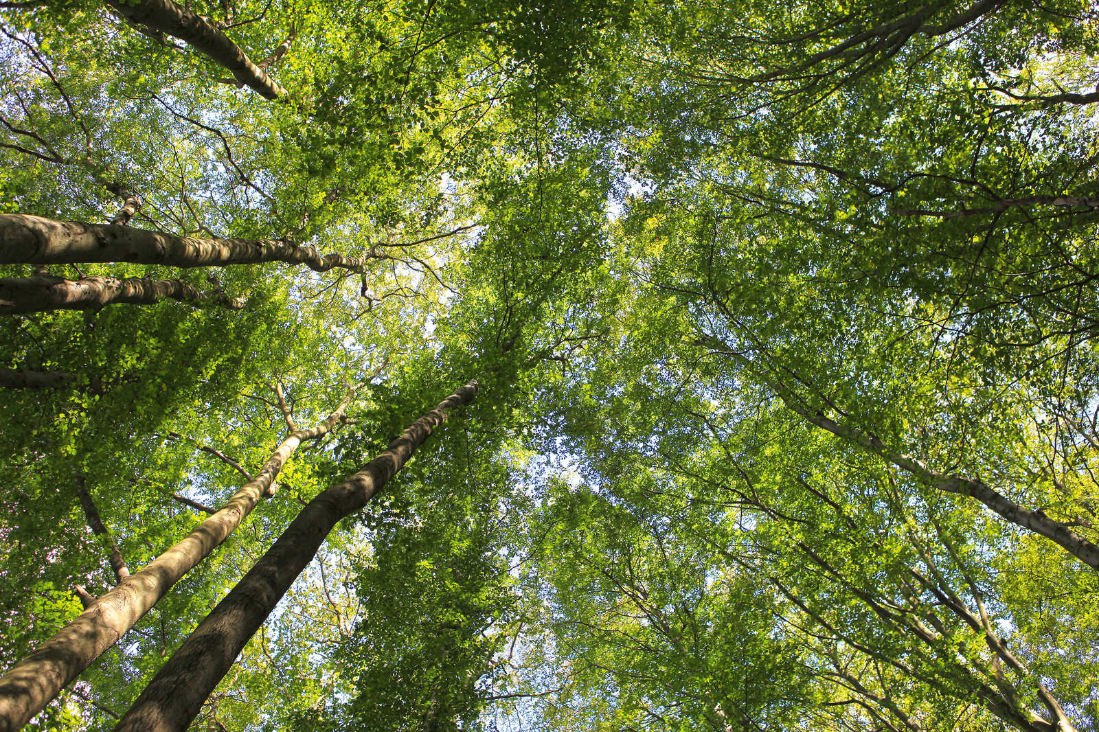 Blätterdach Leinwandbild mit Laubwald Baumwipfeln – 0,90 m x 0,60 m