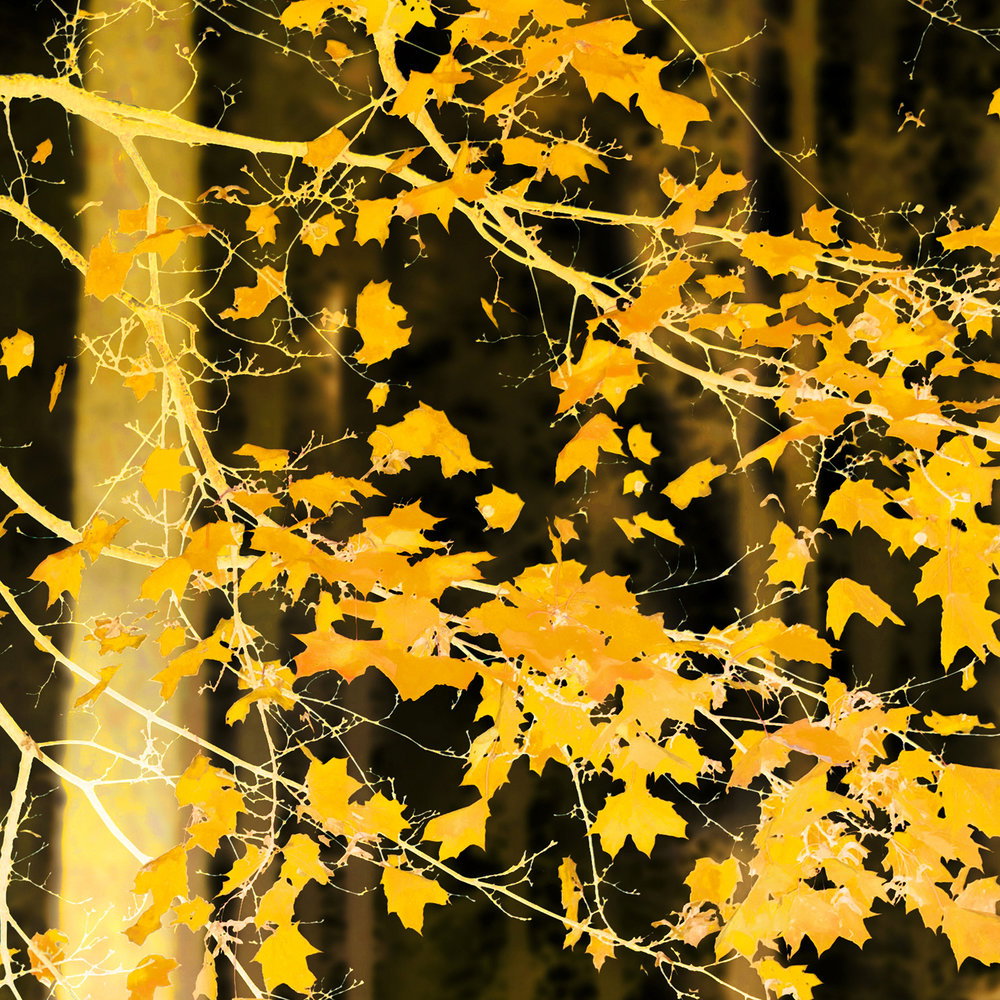             Wald Flair Fototapete – Vliestapete mit leuchtendem Baum Motiv – Gelb, Schwarz
        
