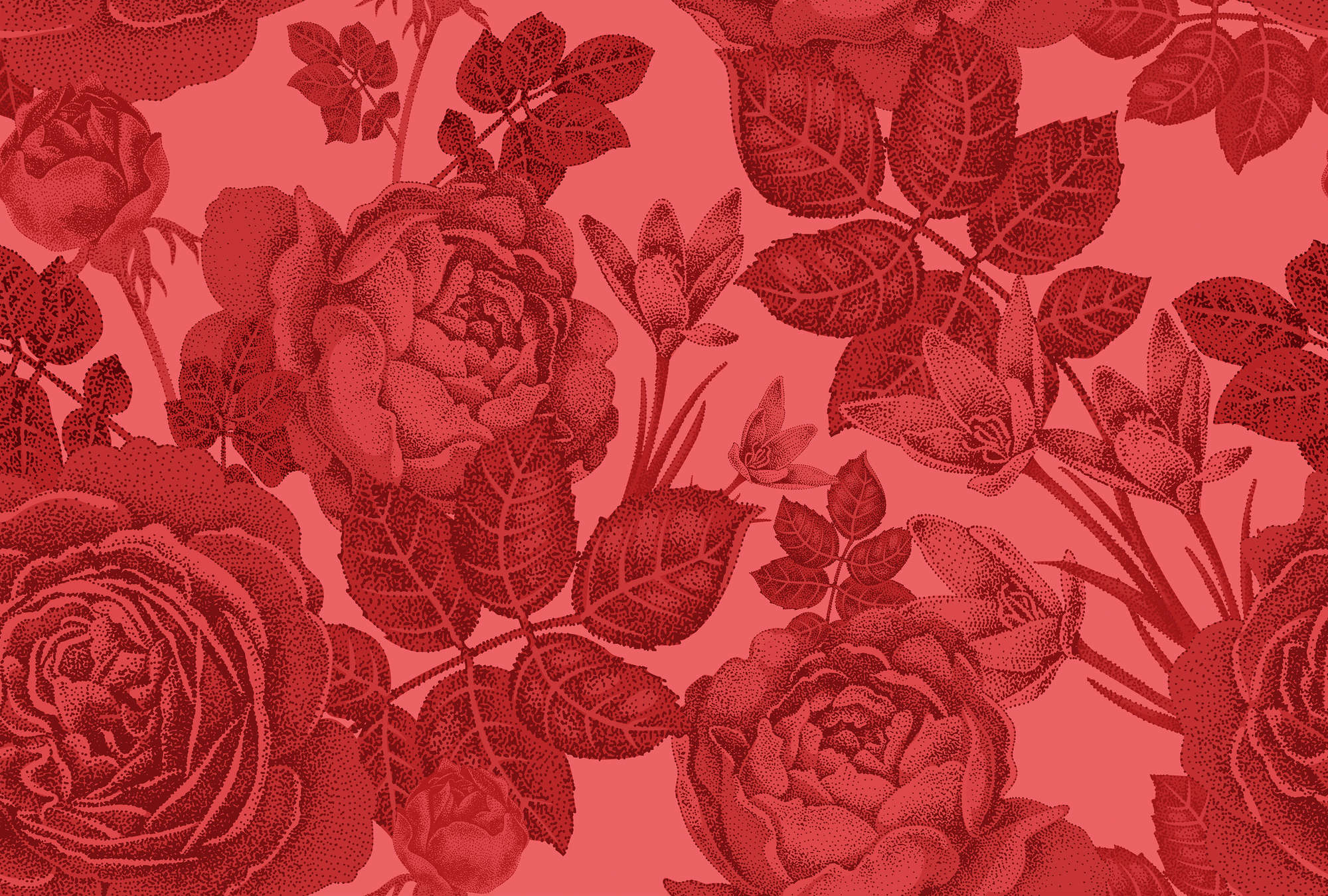 Blume, Pflanze, Rose