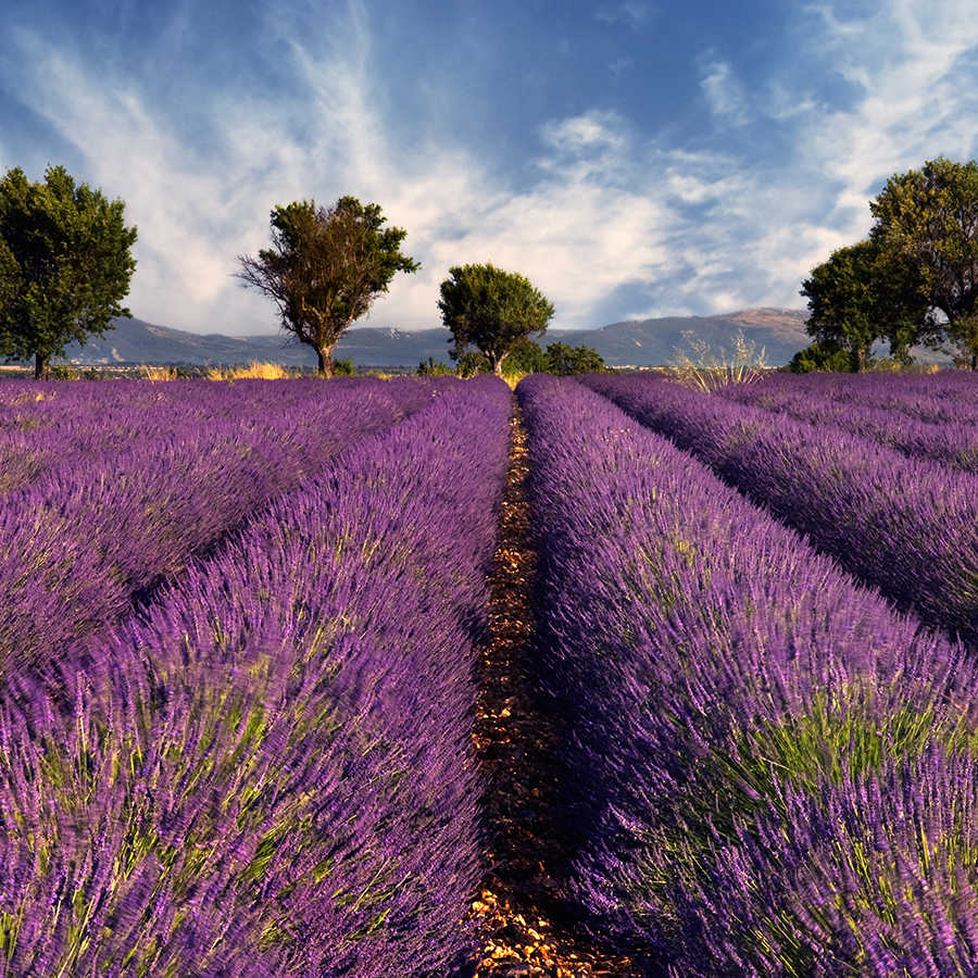         Pflanzen Fototapete Lavendelwiese mit Bäumen auf Premium Glattvlies
    