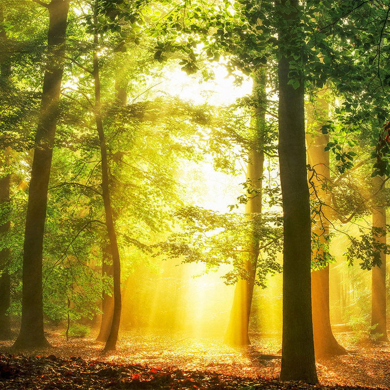 Sonnenlicht, Vegetation, Wald, Hain, Aufflackern
