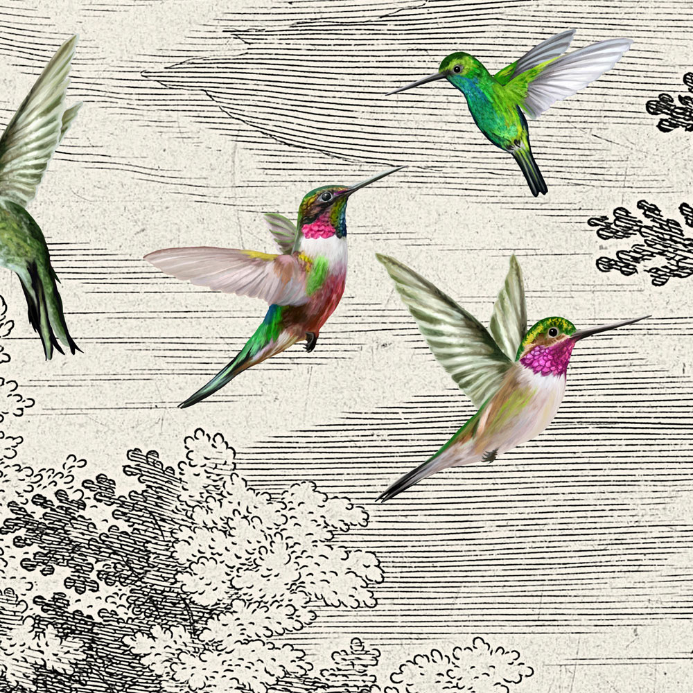 Tier, Vogel, Kolibri