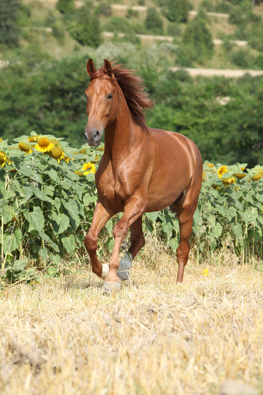 pferd, brauner pferd, galopp, sonnenblumen, feld