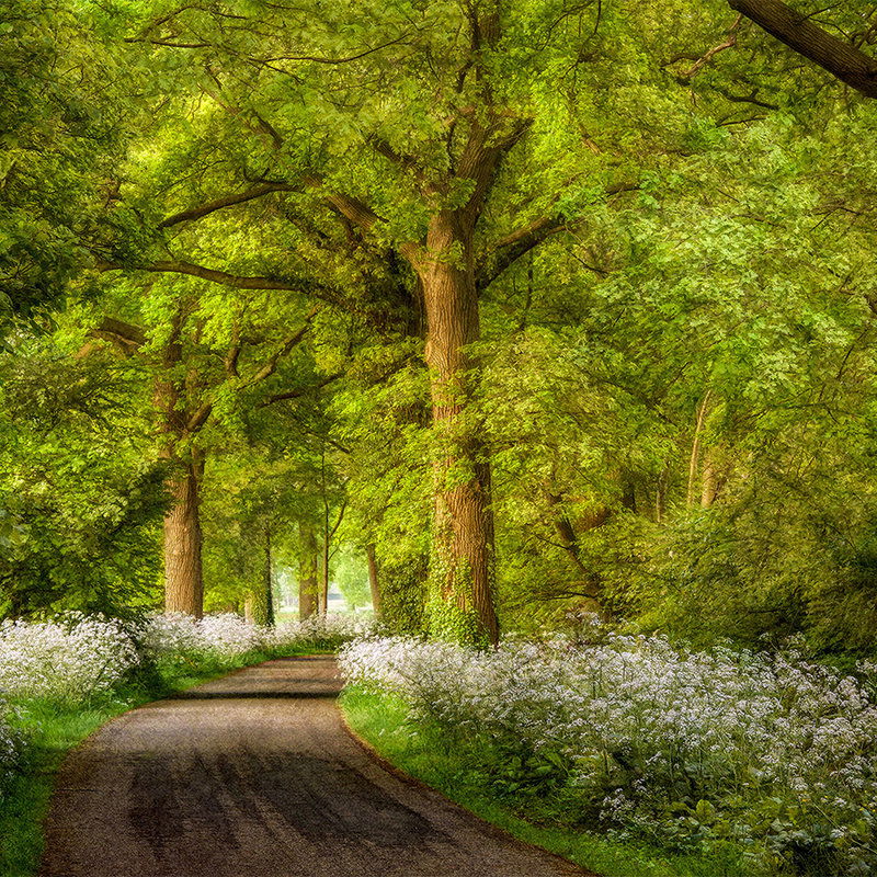 Baum, Vegetation, Pfad, Wald, Garten