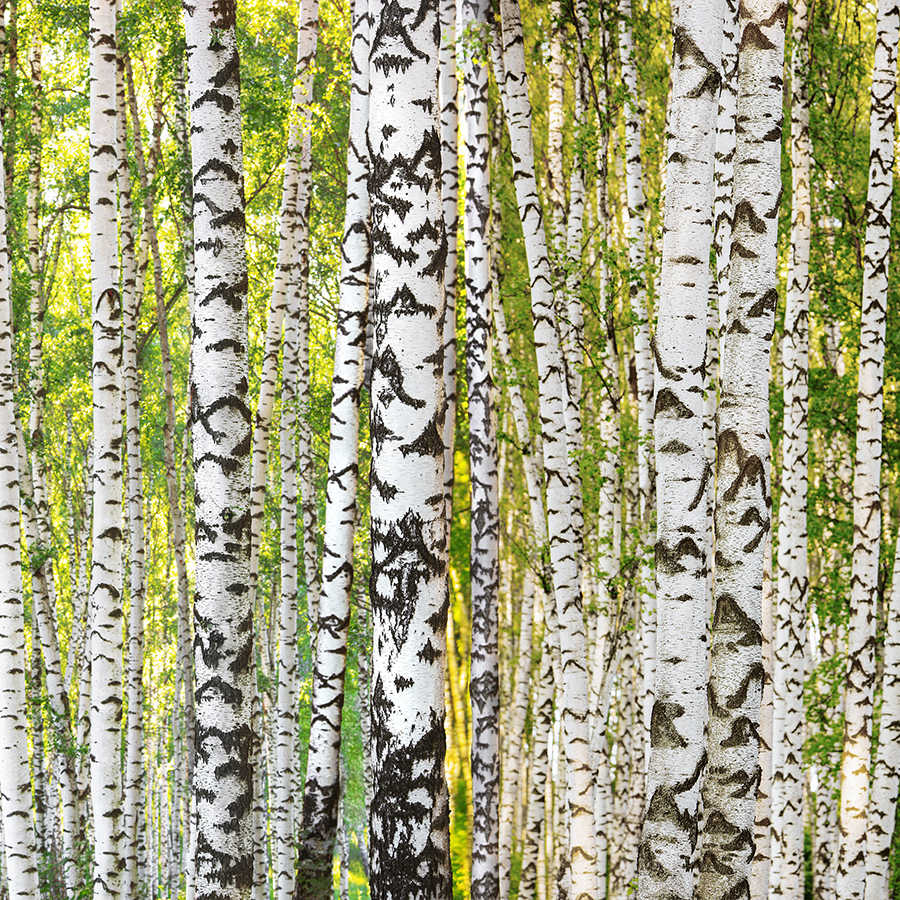         Non-woven wallpaper in a natural look - 3D look photo wallpaper with light-coloured birch forest - green, white
    