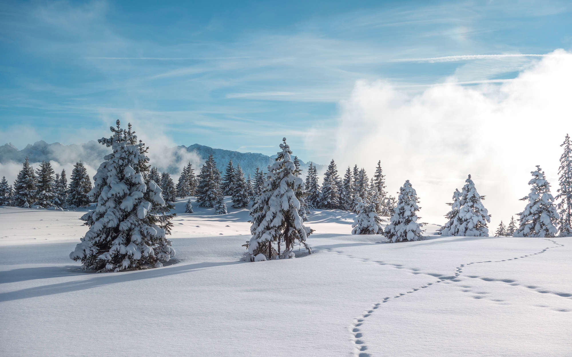 Winterlandschaft, Schnee, Bäume, Schneefeld, Spuren