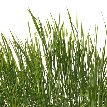         Fototapete Gräser Detail mit weißem Hintergrund
    