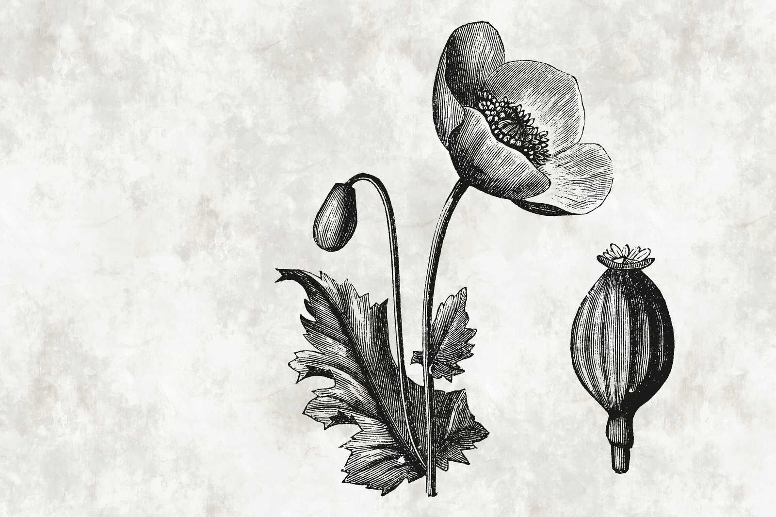             Schwarz-Weißes Leinwandbild Mohnblume Botanical Style – 0,90 m x 0,60 m
        