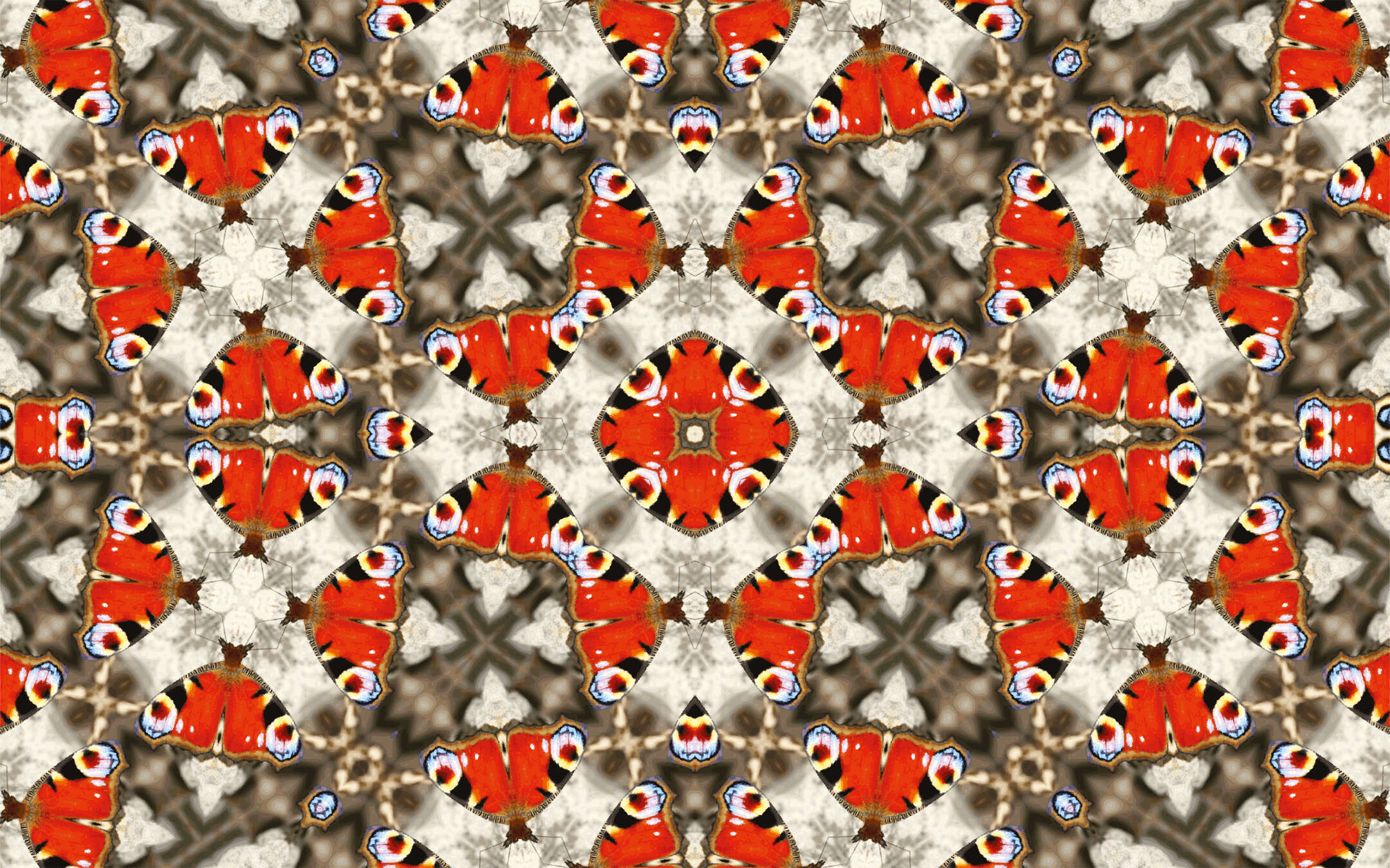 Schmetterling, Muster, Rot, Flügel Muster, Kaleidoskop