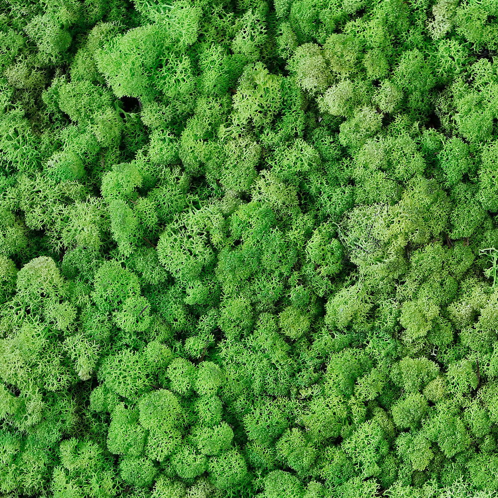             Fototapete im Natur Look – Vliestapete mit Moos- und Rasenoptik im 3D Design – Grün
        