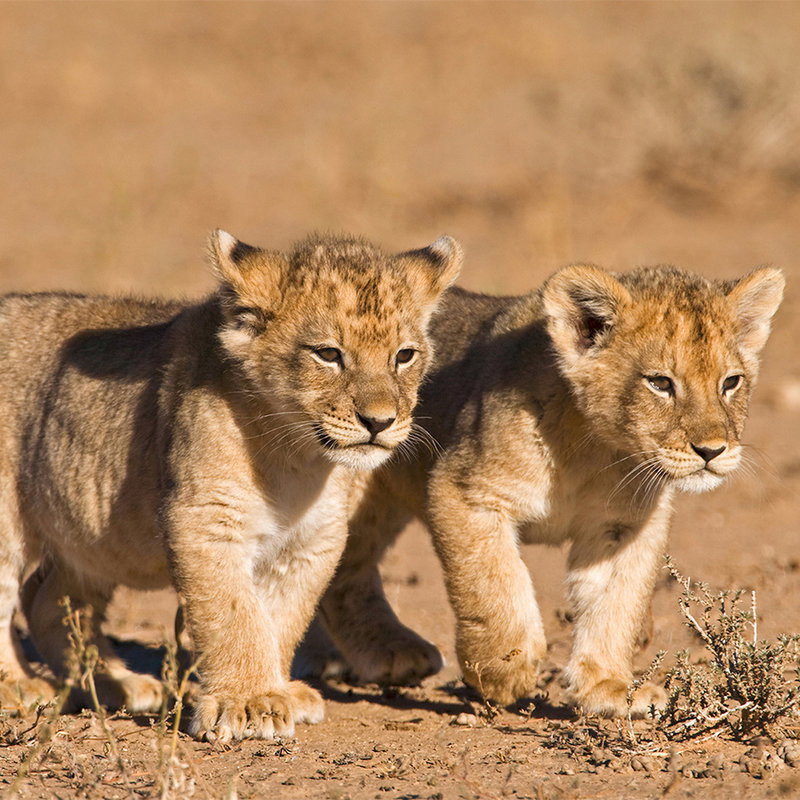 Löwenbabys, Jungtiere, Katzenkinder, Wüstenlandschaft, Pfoten
